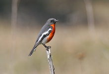 Flame Robin