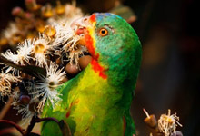 Swift Parrot by Glenn Ehmke