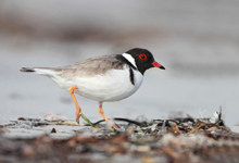 Hooded Plover