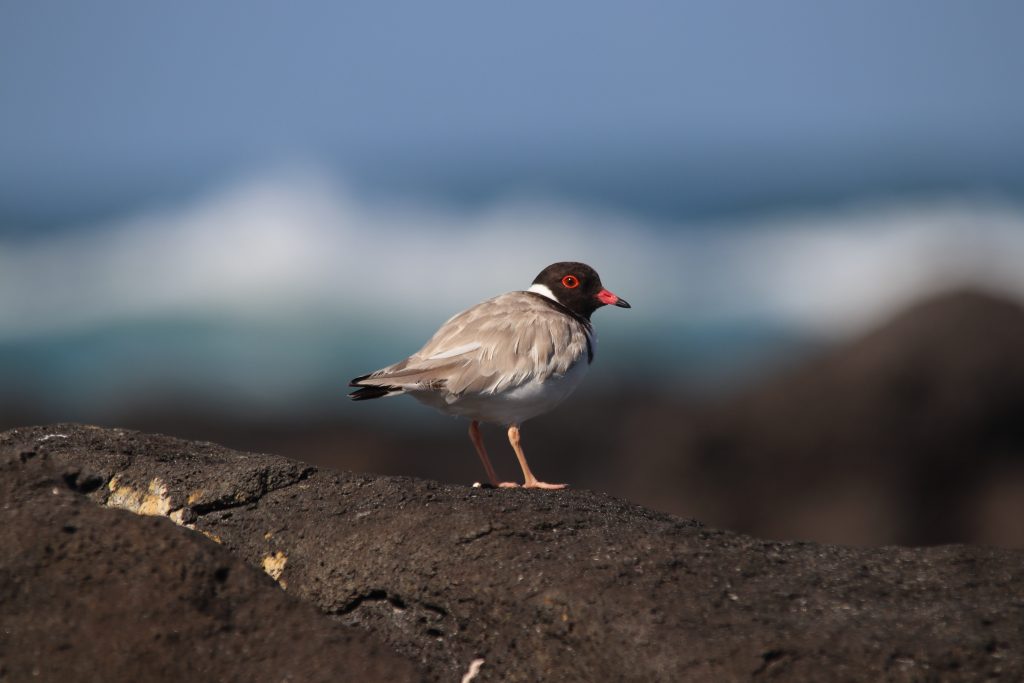 A Hooded Plover, coloured in grey, with a white belly and stark black head, stands on a volcanic rock. It is facing right, with the roaring waves of the coastline in the background. The plover is slightly windblown and looks nervous.