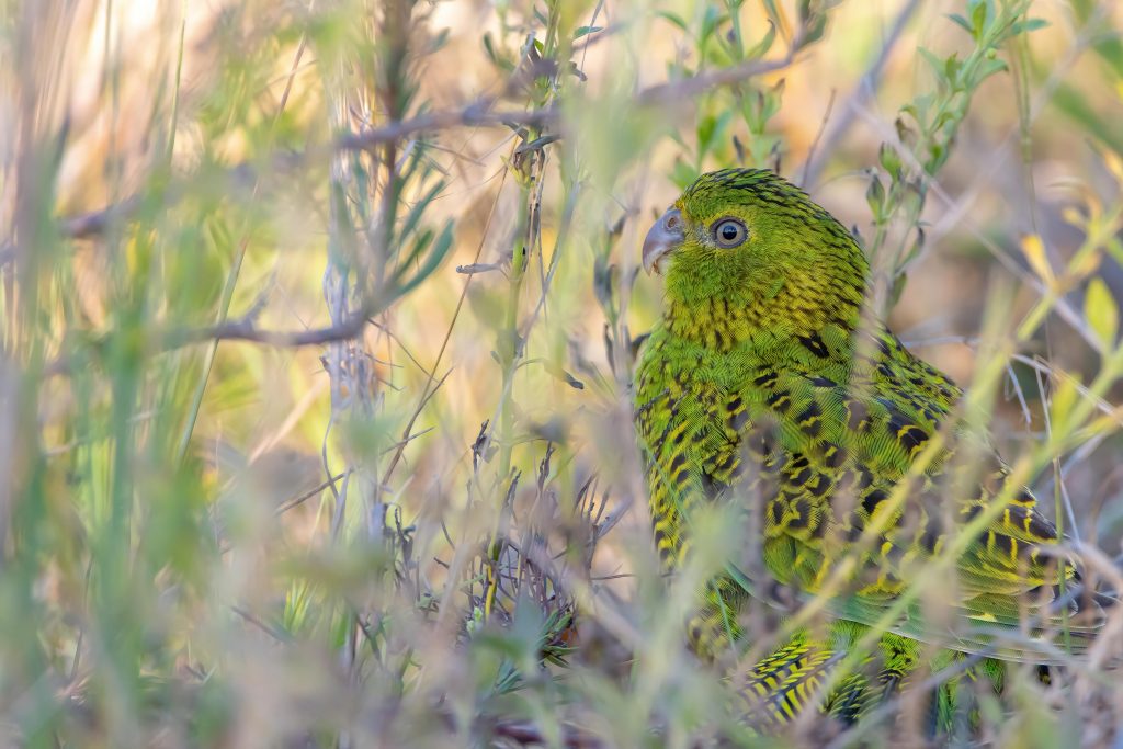 Eastern Ground Parrot sitting in a grassy, heathy shrubland. The parrot is green with flecks of black feathers, and is sitting calmly amongst its natural habitat.