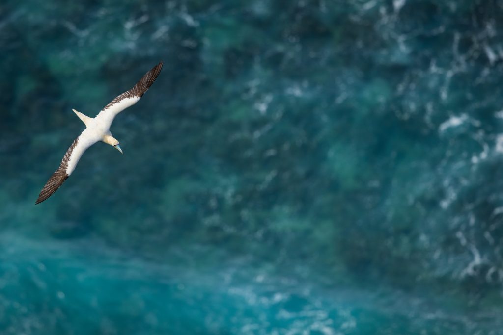 Young Red-footed Booby by Amy Loffler