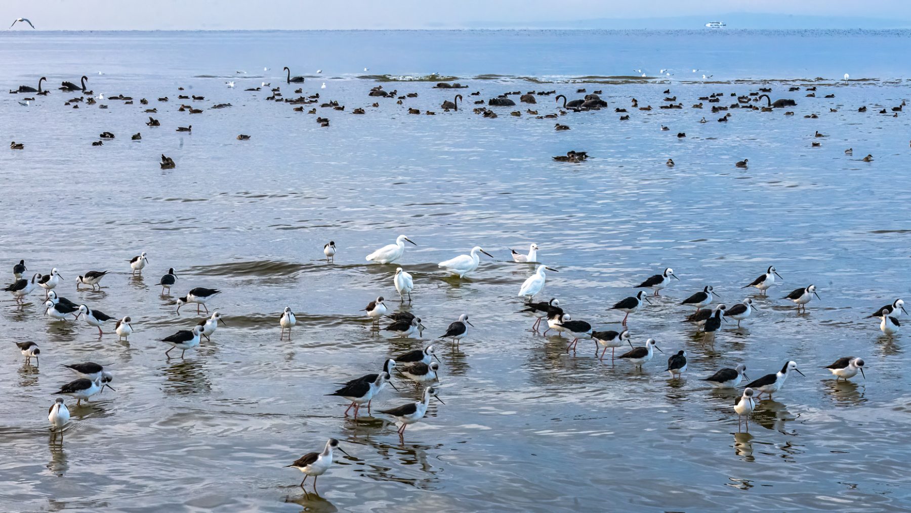 Black Swan, Little Egret, Pied Stilt, Silver Gull - Michael Hamel-Green