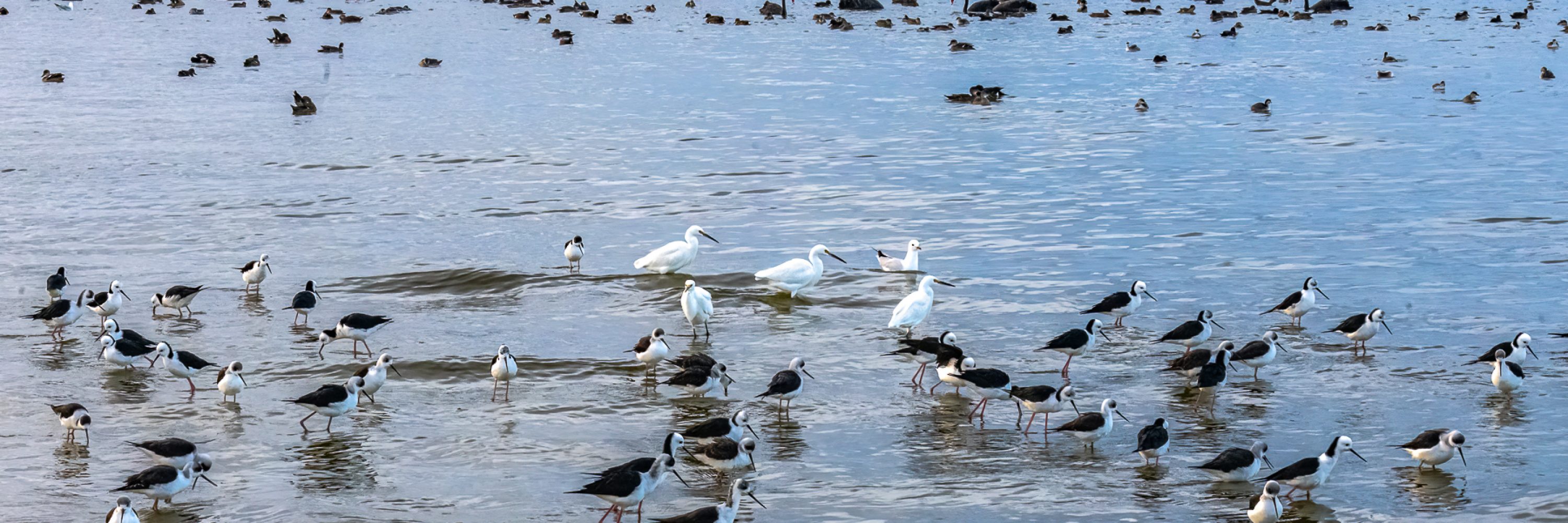 Black Swan, Little Egret, Pied Stilt, Silver Gull - Michael Hamel-Green