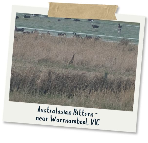 Australasian Bittern - Lauren Edson & June Wauchope