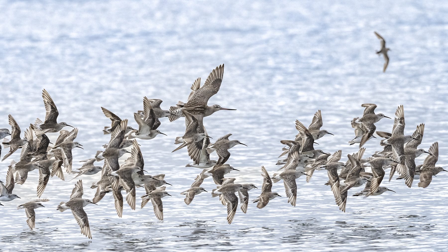 Bar-tailed Godwit, Curlew Sandpiper, Red-necked Stint, Sharp-tailed Sandpiper - Michael Hamel-Green