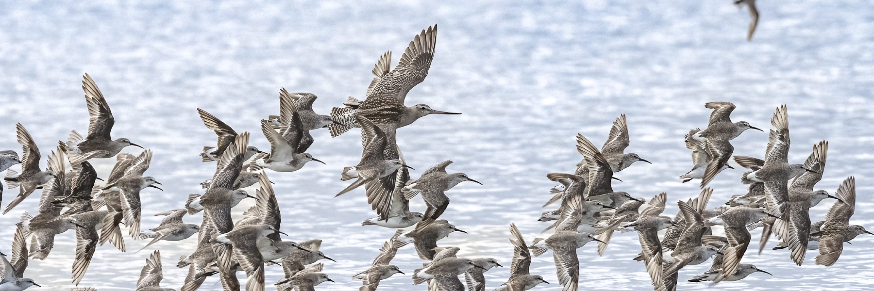 Bar-tailed Godwit, Curlew Sandpiper, Red-necked Stint, Sharp-tailed Sandpiper - Michael Hamel-Green