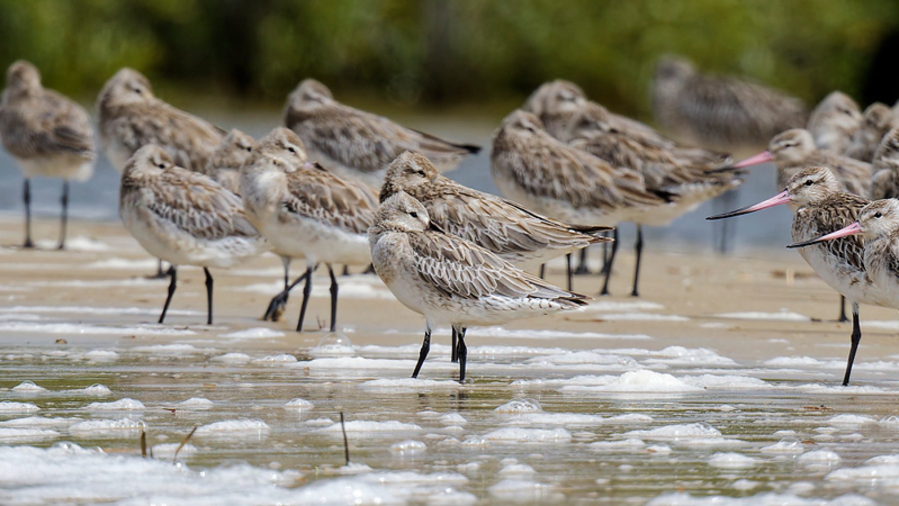 Bar-tailed Godwit - Patrick Booth