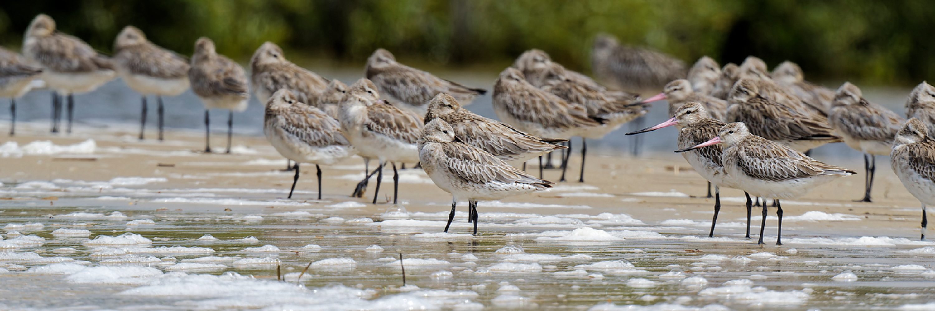 Bar-tailed Godwit - Patrick Booth