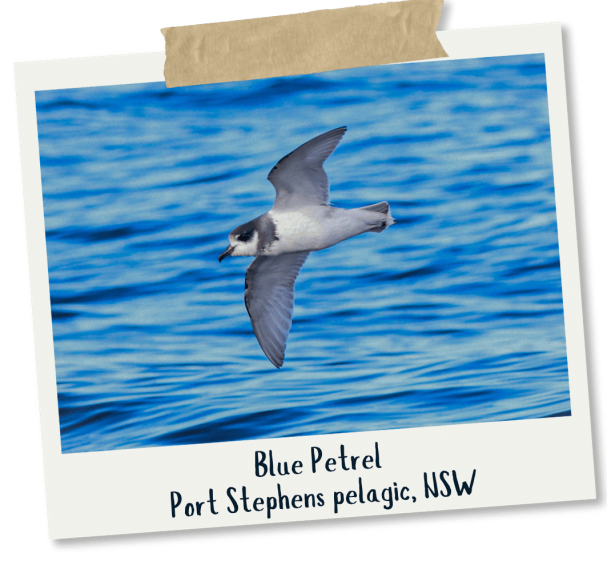_Blue Petrel - Mick Roderick