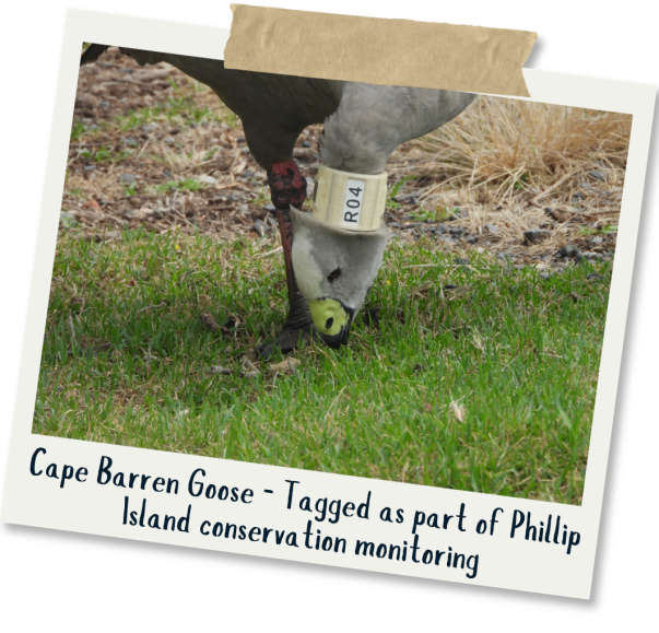 Cape Barren Goose - Rosalind Jessop