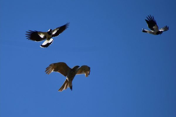 Collared Sparrowhawk being attacked by Magpie Larks - Darley, VIC. Sighted Dec, 2025 by Julie Smith.