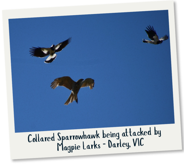 Collared Sparrowhawk being attacked by Magpie Larks - Darley, VIC