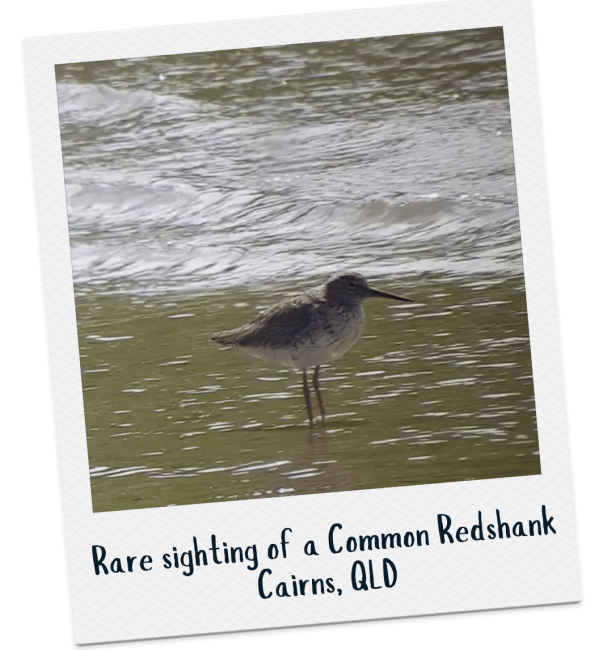 Common Redshank - Sally Sheldon + Martin Cachard