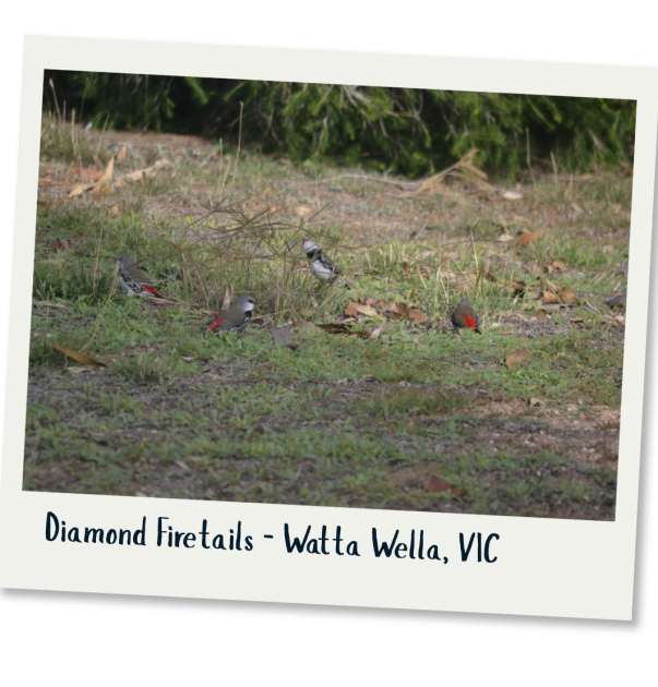 Diamond Firetails - Mandy Nicol