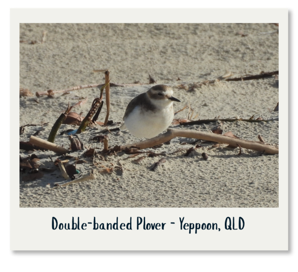 Double-banded Plover - Richard Holroyd