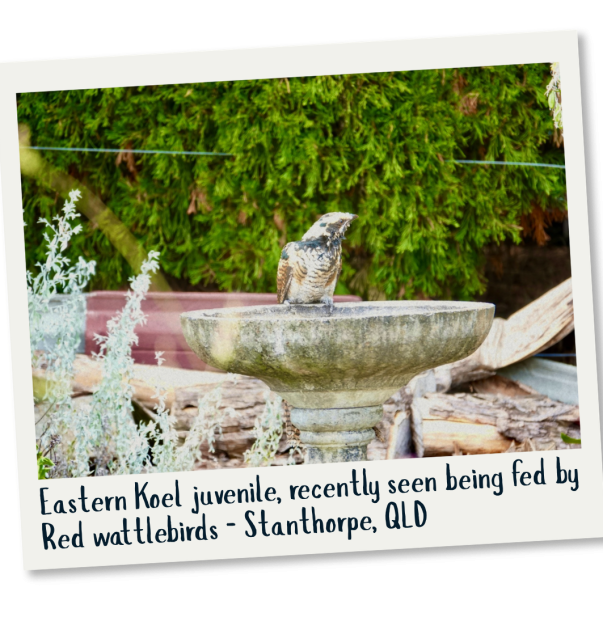 Eastern Koel - Joyce Ives & Robert Morison