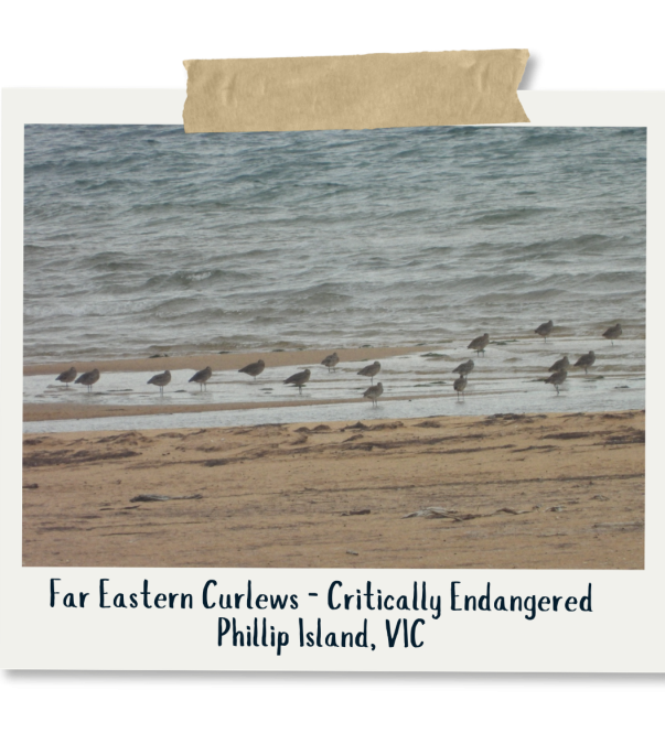 Far Eastern Curlews - Rosalind Jessop