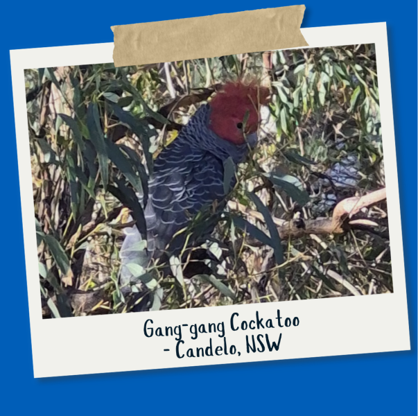 Gang-gang Cockatoo - Jeremy Law