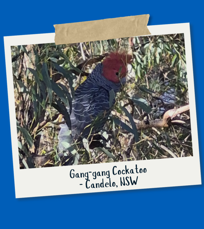 Gang-gang Cockatoo - Jeremy Law
