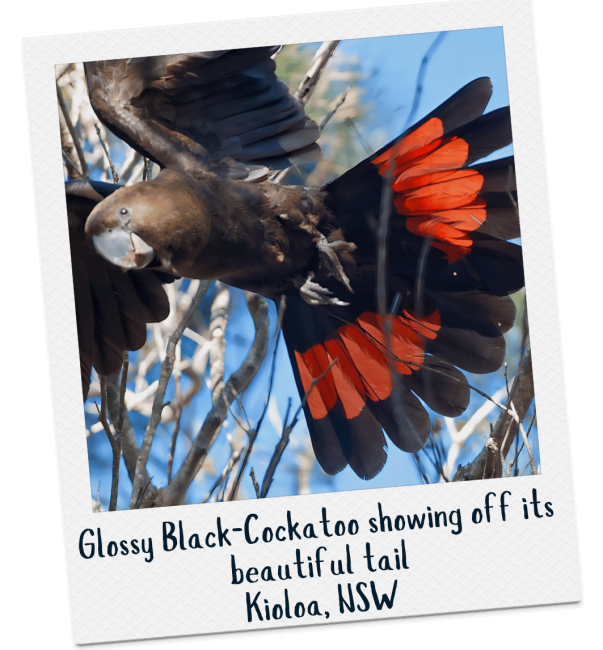 Glossy Black-Cockatoo - Geoff Perman