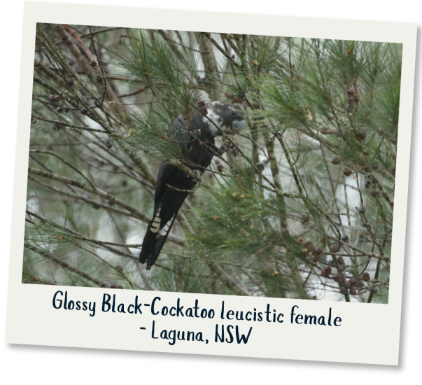 Glossy Black-Cockatoo leucistic female - Laguna, NSW