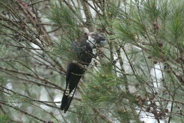 Glossy Black-Cockatoo leucistic female - Laguna, NSW. Sighted Feb, 2026 by Sean Doolley.