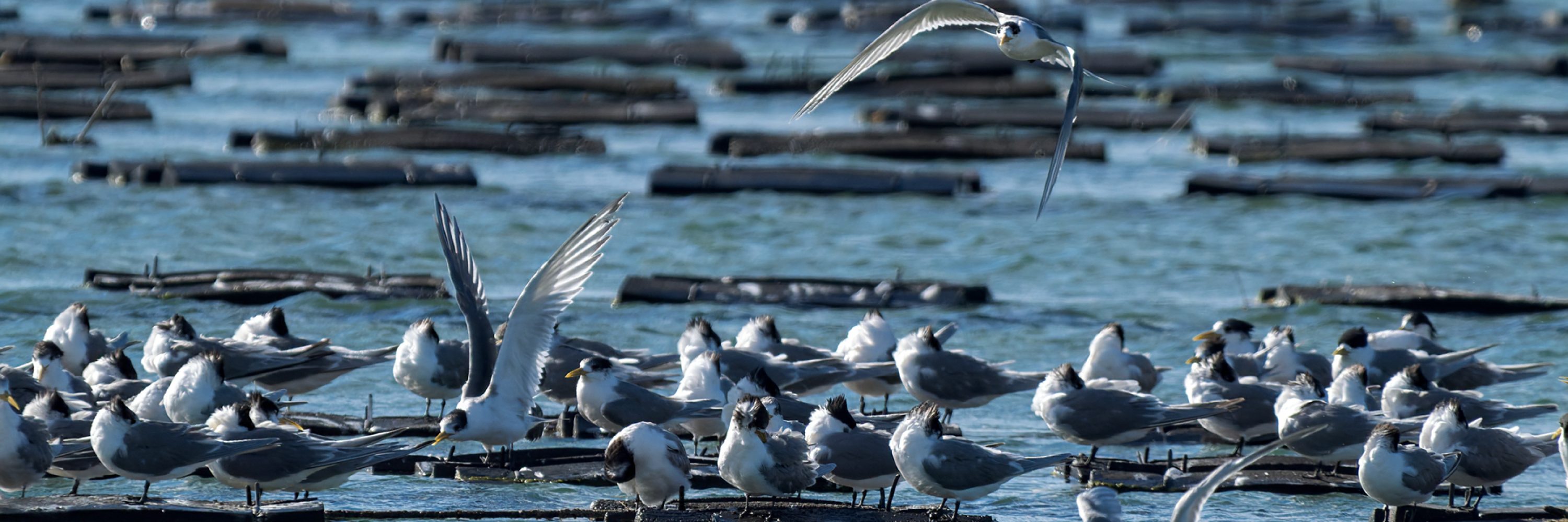 Greater Crested Tern - Graham Gall