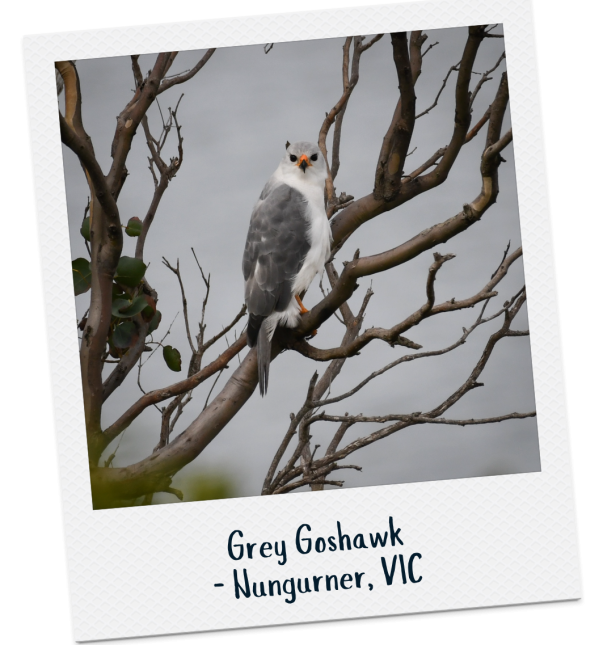 Grey Goshawk - Colin Brimblecombe