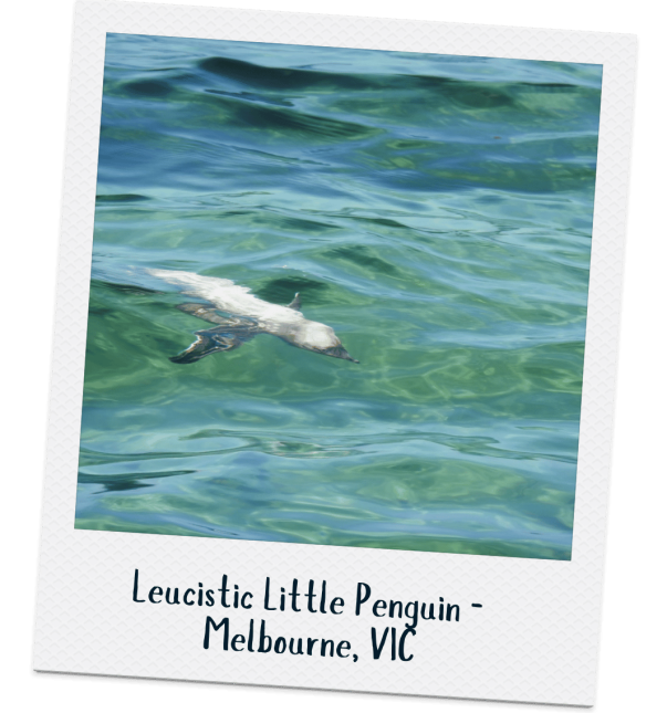 Little Penguin - Janette Hodgson & Alana Halford