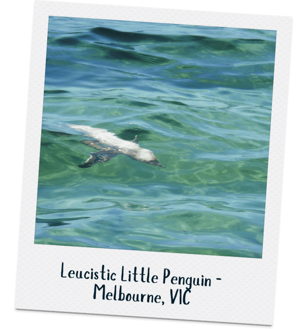 Little Penguin - Janette Hodgson & Alana Halford