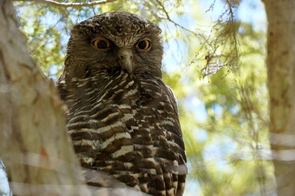 Powerful Owl - Brisbane, Qld. Sighted Dec, 2025 by Nick Hamilton.