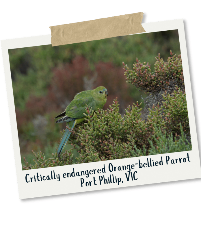 Orange-bellied Parrot - Sarah Butler image