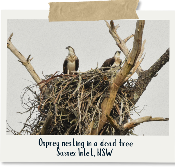_Osprey - Christopher Grounds