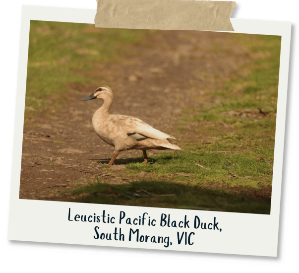 Pacific Black Duck - Jay Miles