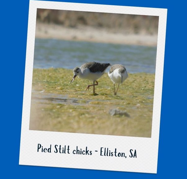 Pied Stilt chicks - Elliston, SA (1)