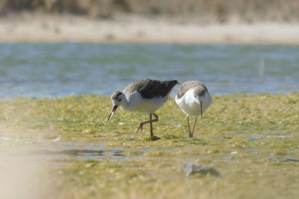 Pied Stilt chicks - spotted near Elliston, SA - Zephyr Jones.