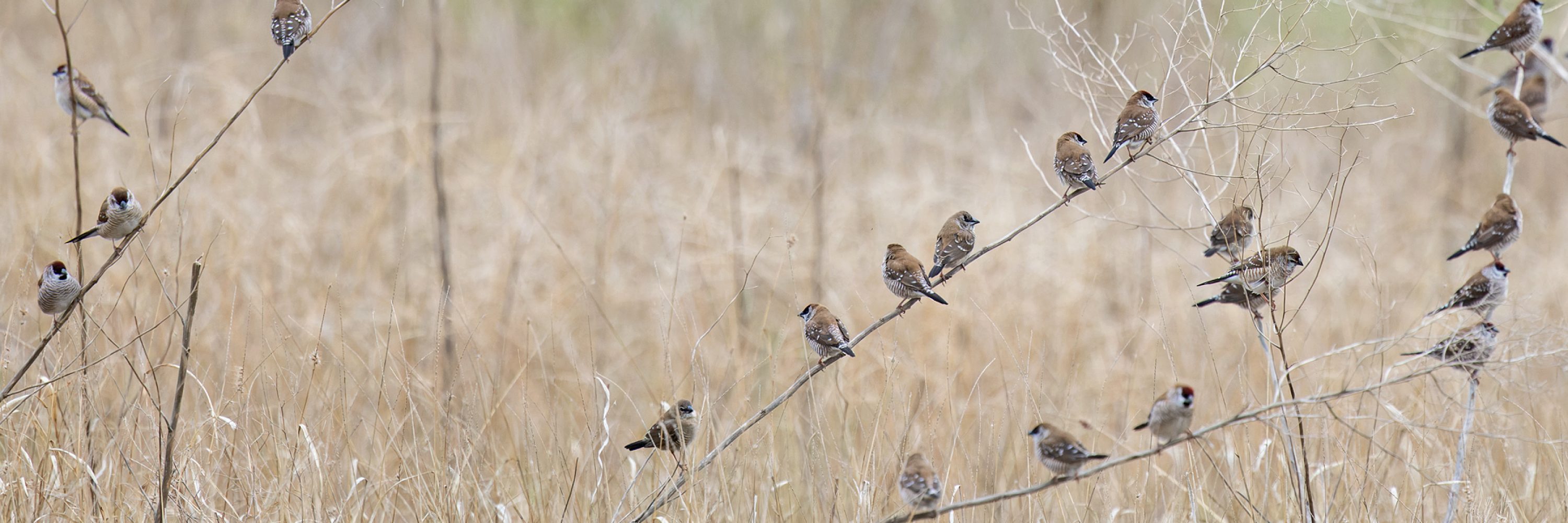 Plum-headed Finch - Diana Womersley