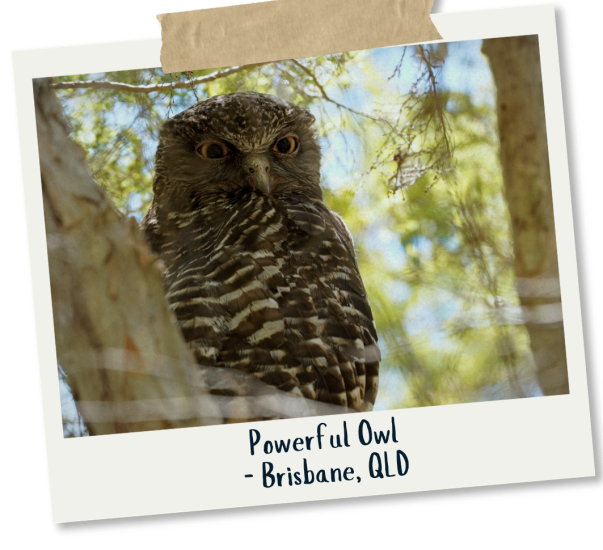 Powerful Owl - Brisbane, QLD