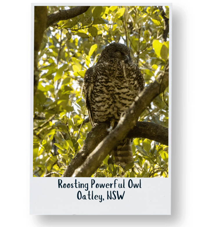 _Powerful Owl - Philip Le Masurier