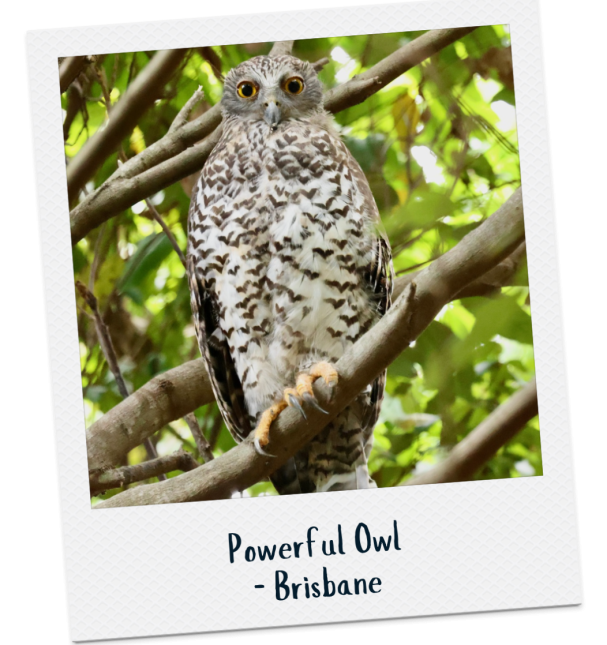 Powerful Owl - Sylvia Alexander small