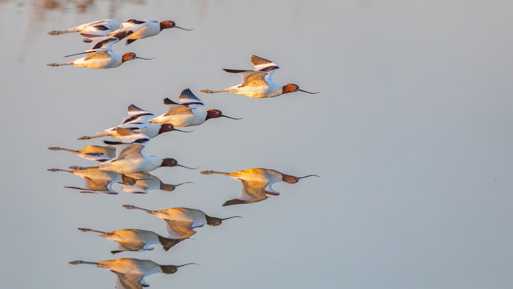 Red-necked Avocet - Stephen Garth