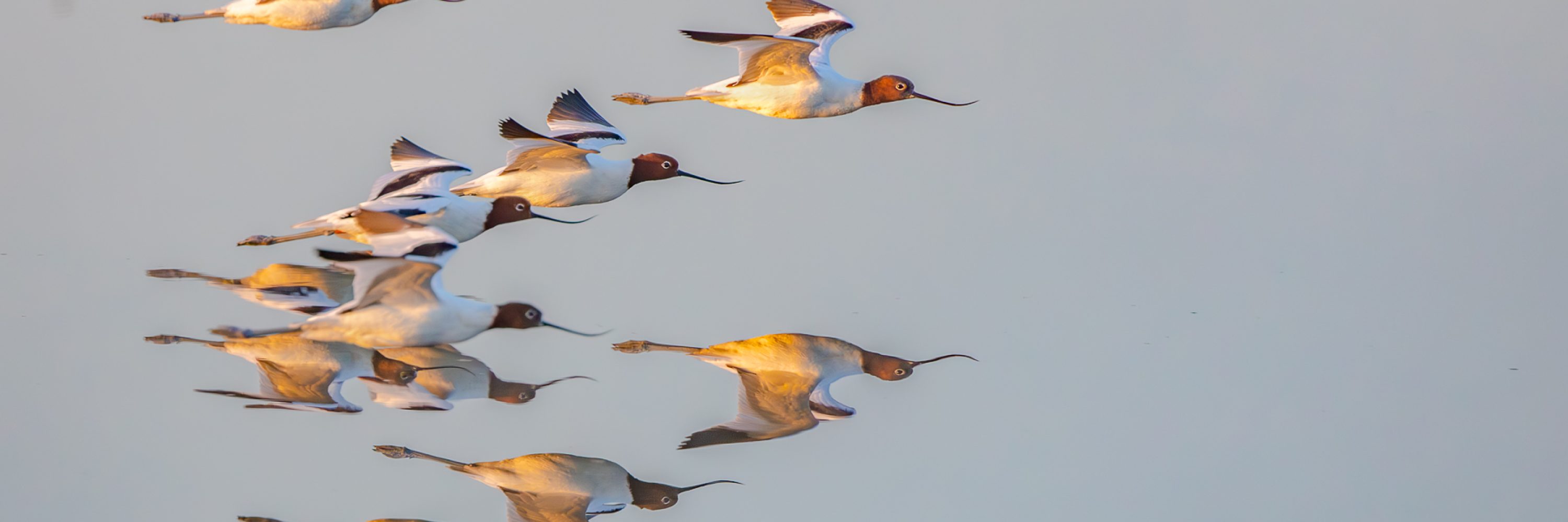 Red-necked Avocet - Stephen Garth
