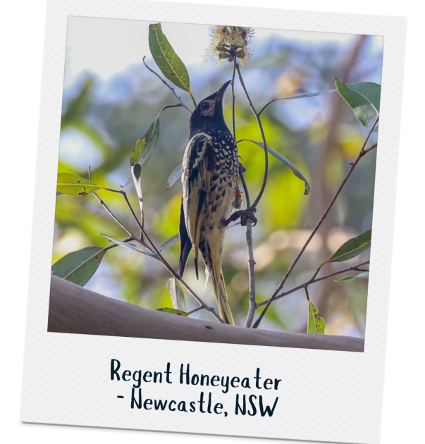 Regent Honeyeater - Mick Roderick