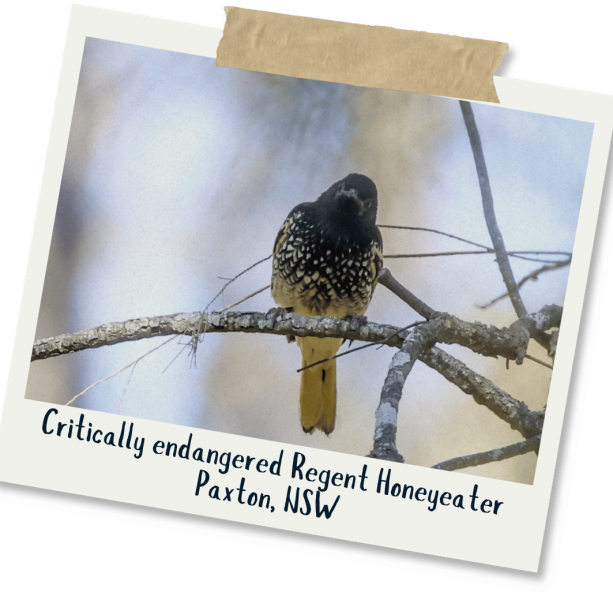 _Regent Honeyeater - Mick Roderick