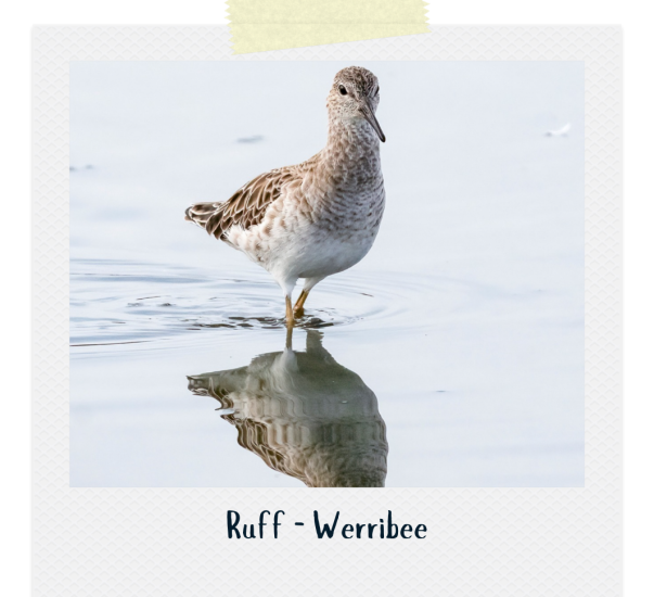 Ruff - Michael Hamel-Green