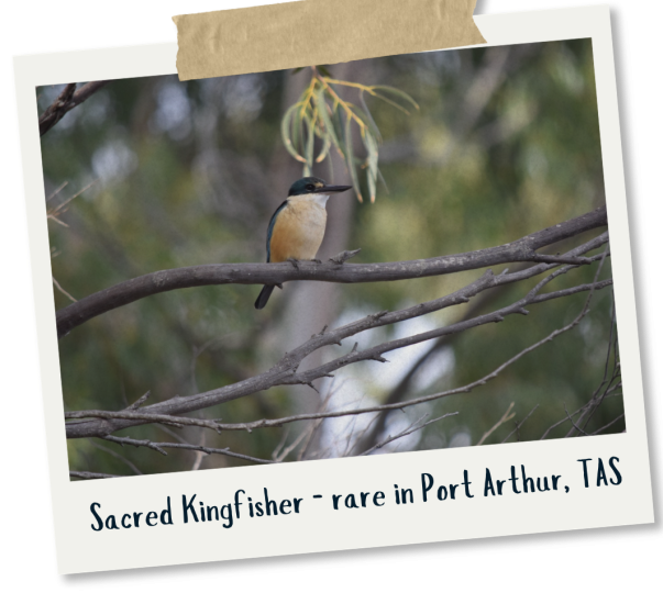 _Sacred Kingfisher - James Arthur