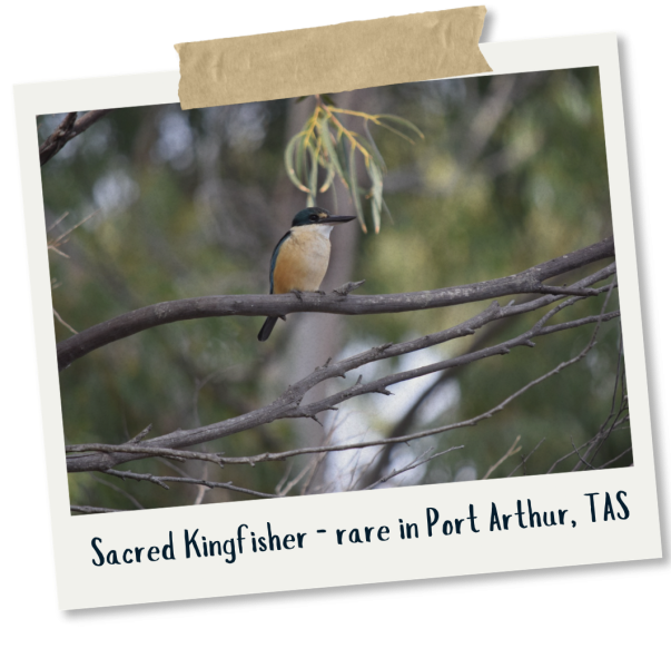 _Sacred Kingfisher - James Arthur
