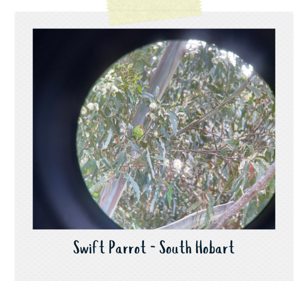 Swift Parrot (1)