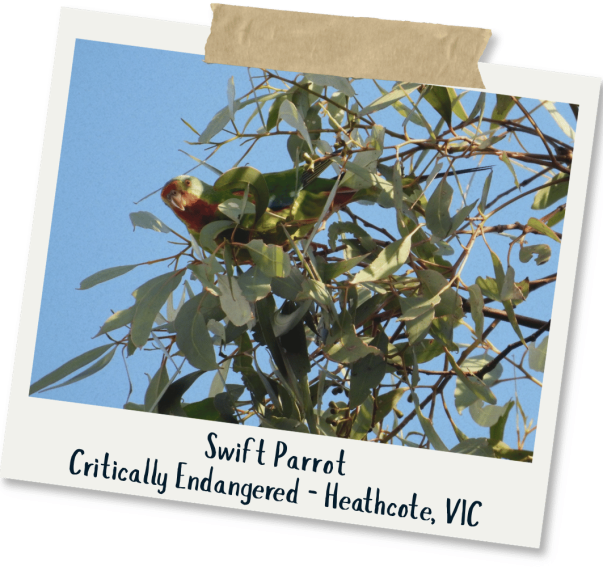 _Swift Parrot - John Newman